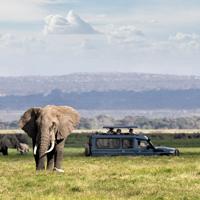 African Elephant Safari